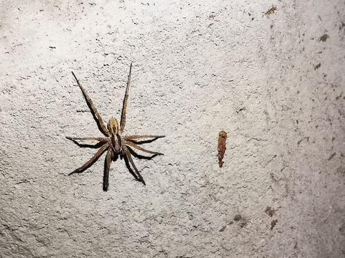 Radiated Wolf Spider