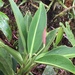 Stenospermation amomifolium - Photo (c) tiffaniamber, todos os direitos reservados
