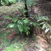 Helecho Arborescente - Photo (c) tiffaniamber, todos los derechos reservados