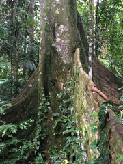 Laurelia novae-zelandiae image