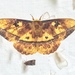 Bathyphlebia eminens - Photo (c) felidae_et_al, todos los derechos reservados