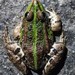 Italian Edible Frog - Photo (c) Simo Baro, all rights reserved, uploaded by Simo Baro