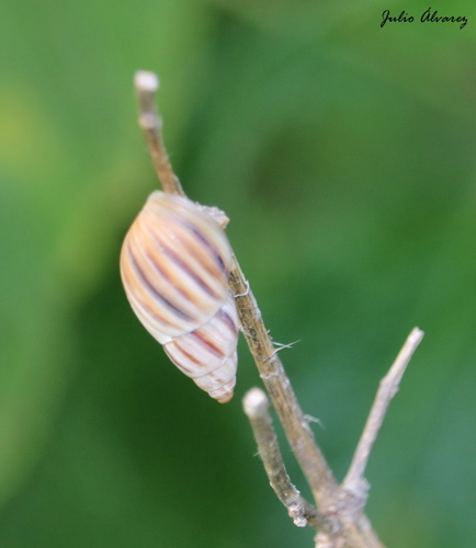 Mesembrinus hegewischi