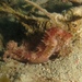Observation photo