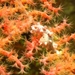 Observation photo