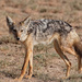 East African Wolf - Photo (c) Melissa McCeney, all rights reserved, uploaded by Melissa McCeney