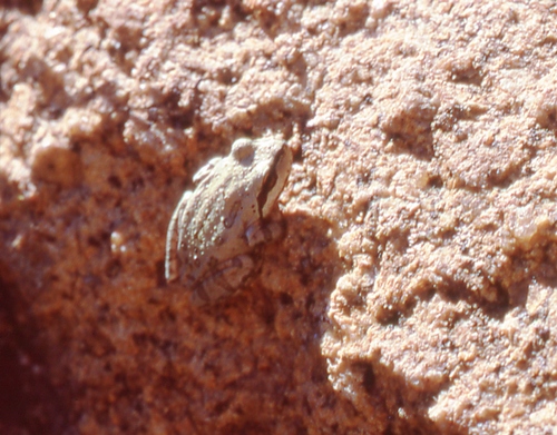 iNaturalist observation photo of Pacific chorus frog