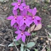Little Pink Fairy Orchid - Photo (c) Karl Lee, all rights reserved, uploaded by Karl Lee