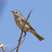 Lucy's Warbler - Photo (c) BJ Stacey, all rights reserved