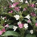 Weigela coraeensis - Photo (c) Kai Kavanagh, all rights reserved, uploaded by Kai Kavanagh