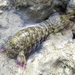 Gonodactylus chiragra - Photo (c) Sachin Rane🐾, כל הזכויות שמורות, הועלה על ידי Sachin Rane🐾