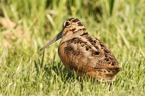 American Woodcock
