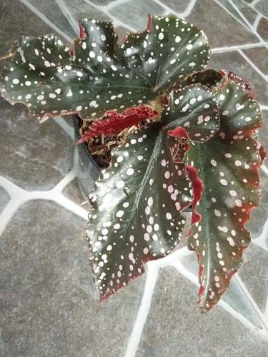 Begonia albococcinea · iNaturalist Canada