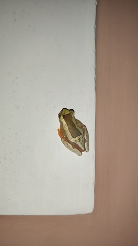 Elegant Forest Tree Frog