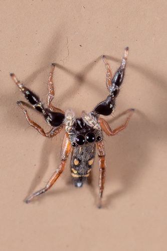 Metacyrba punctata