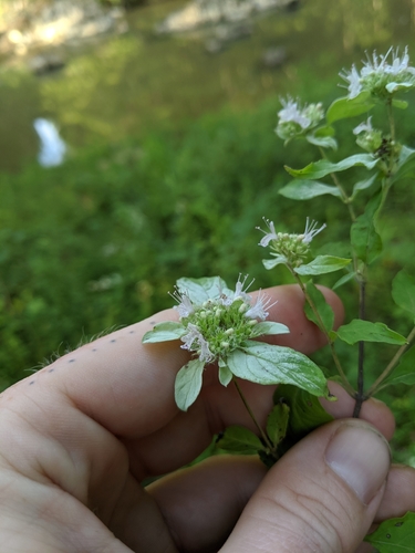 Variety Pycnanthemum pycnanthemoides pycnanthemoides · iNaturalist