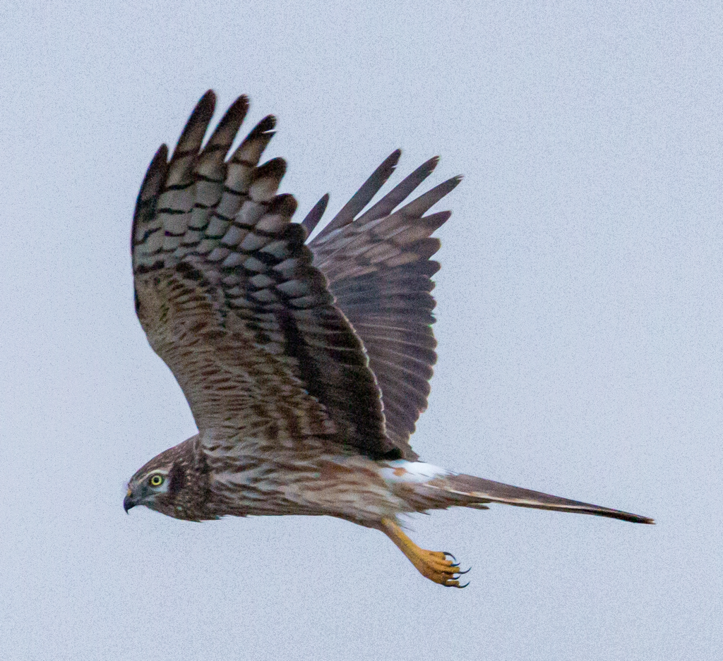 Montagu's Harrier From Provincia Di Palermo, Italia On September 1 