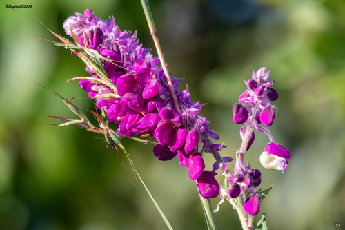 Polygala gomesiana