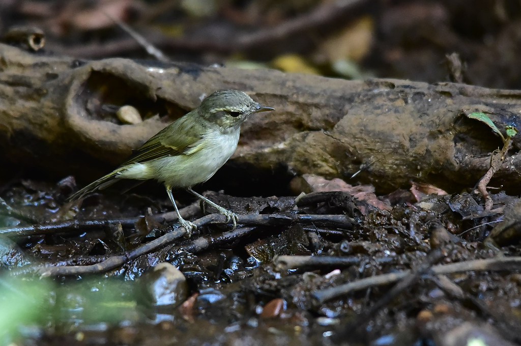 Tytler's Leaf Warbler photo