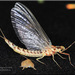 Giant Mayfly - Photo (c) Alain Hogue, all rights reserved, uploaded by Alain Hogue