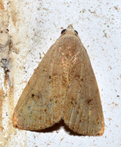 Rivula biagi