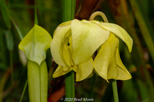 Pale Pitcher Plant