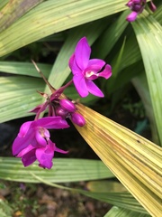 Ressource multimédia de Spathoglottis plicata