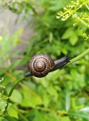 Taškuotoji arianta nuotrauka