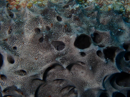 Chelonaplysilla delicata