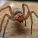 Stone Spiders - Photo (c) Panagiotis Dalagiorgos, all rights reserved, uploaded by Panagiotis Dalagiorgos