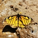Mariposa Cometa Mexicana - Photo (c) Julio Vega, todos los derechos reservados, subido por Julio Vega