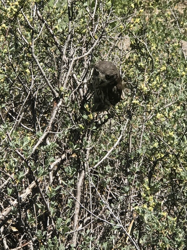 iNaturalist observation photo of Northern Pygmy-Owl