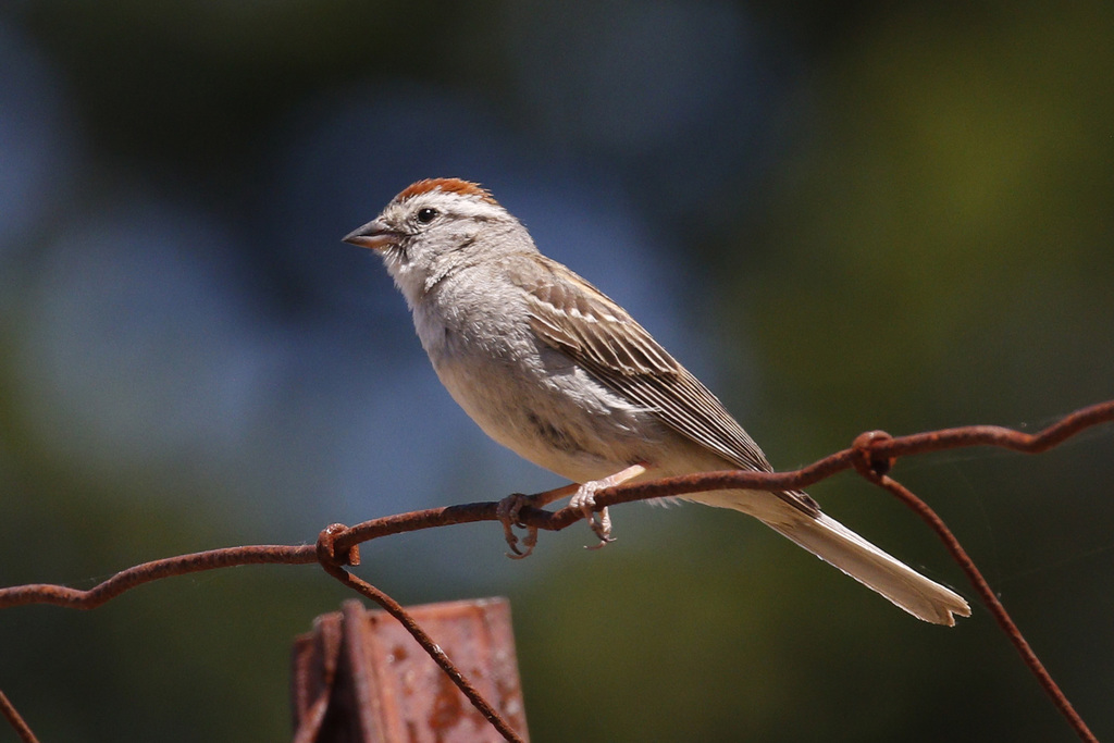 Chipping Sparrow (Birds of San Mateo County) · iNaturalist