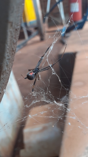 Brown Widow