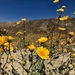 Hairy Desertsunflower - Photo (c) danisattler, all rights reserved