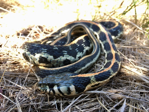 Black-necked Garter Snake