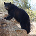 New Mexico Black Bear - Photo (c) James N. Stuart, all rights reserved, uploaded by James N. Stuart