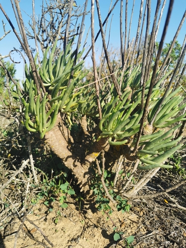Tylecodon wallichii (Harv.) Toelken