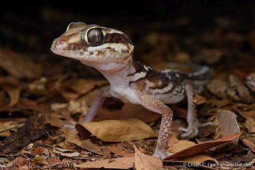 Madagascar Ground Gecko