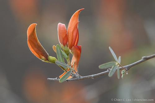 Chadsia grevei