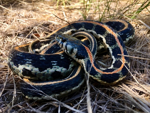 Black-necked Garter Snake