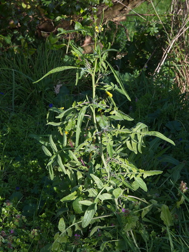 eastern rocket