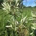 Salix petiolaris - Photo (c) Josh Sulman, כל הזכויות שמורות, uploaded by Josh Sulman