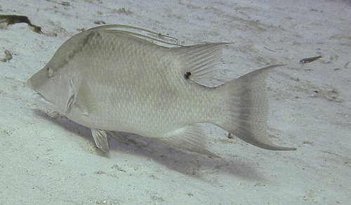 Hogfish