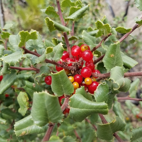 Holly-leaf Buckthorn fruiting