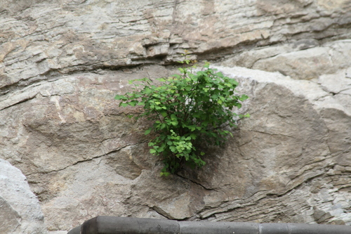 Threelobe Spirea