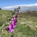 Purple Foxglove - Photo (c) mercantour, all rights reserved, uploaded by mercantour