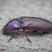 Green Click Beetle - Photo (c) Benjamin Gorfer, all rights reserved, uploaded by Benjamin Gorfer