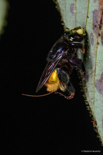 Euglossa intersecta