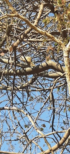 Smith's Bush Squirrel